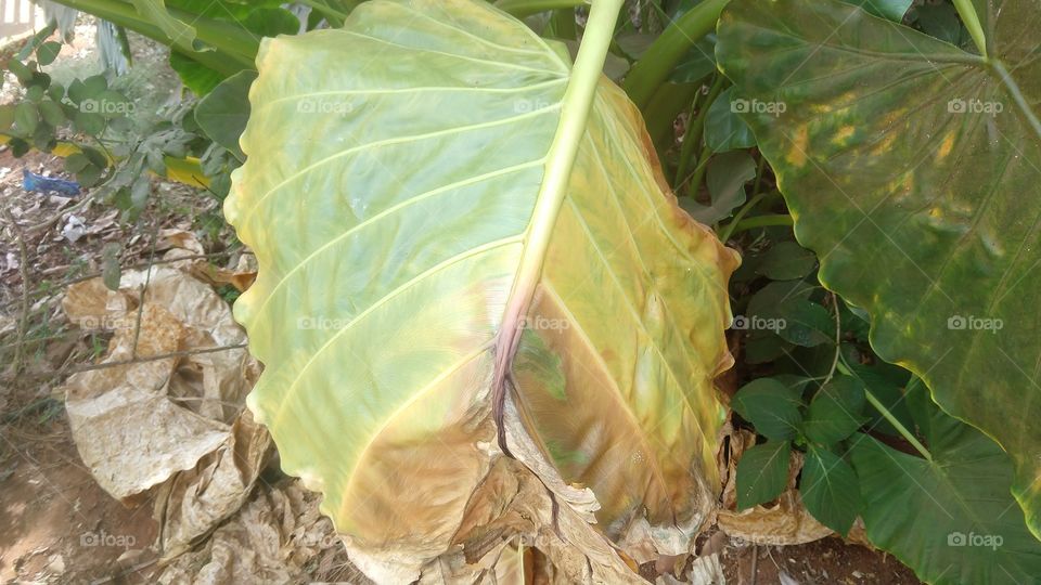 Grandes folhas de plantas.