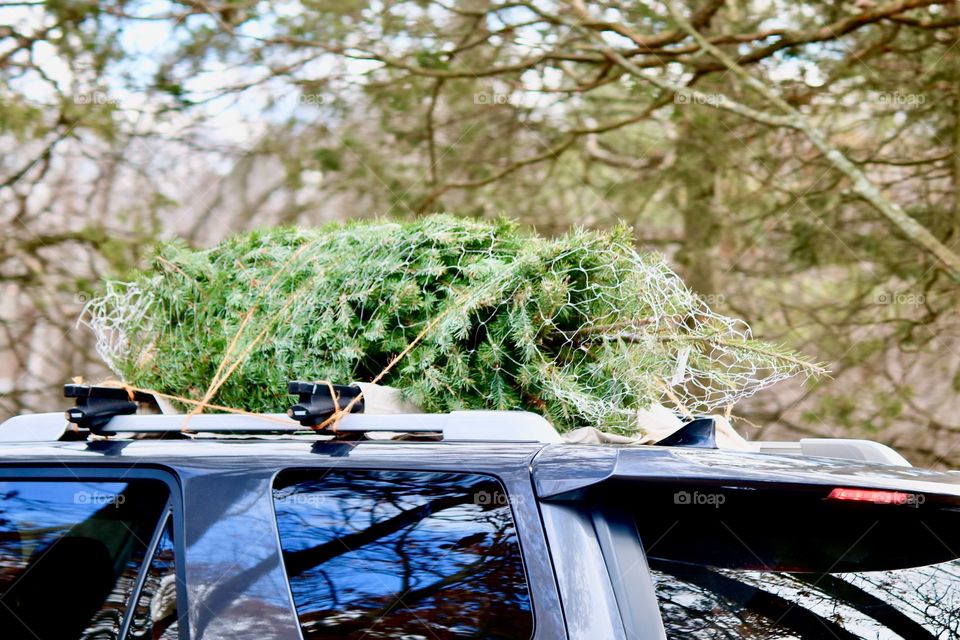 Taking their Christmas tree home