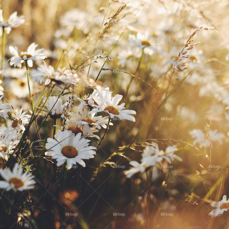 Flower, Field, Nature, Summer, Flora
