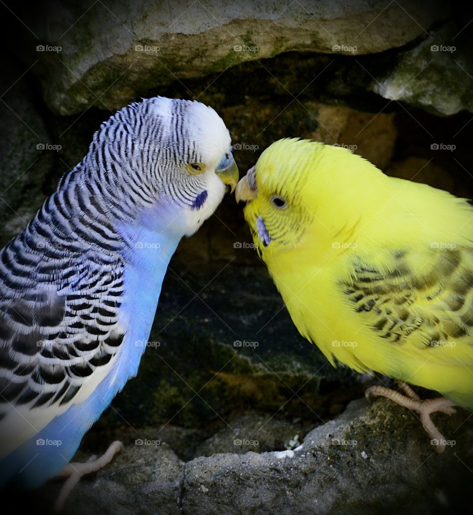 A Sweet Peck; Two Parakeets stealing a peck at the zoo, you can see the follow up picture where the yellow one looks beyond thrilled.