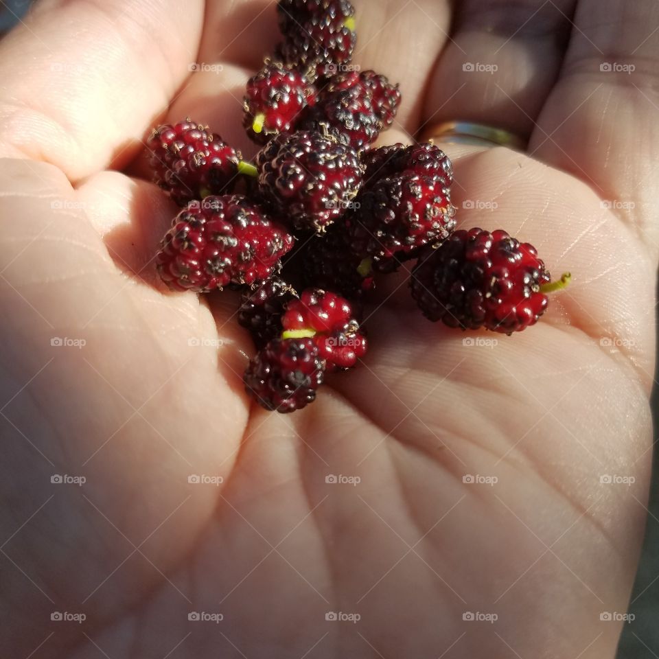 mulberry harvest