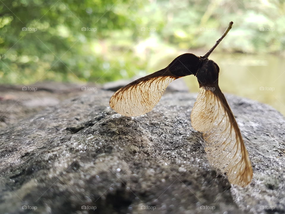 fallen on stone