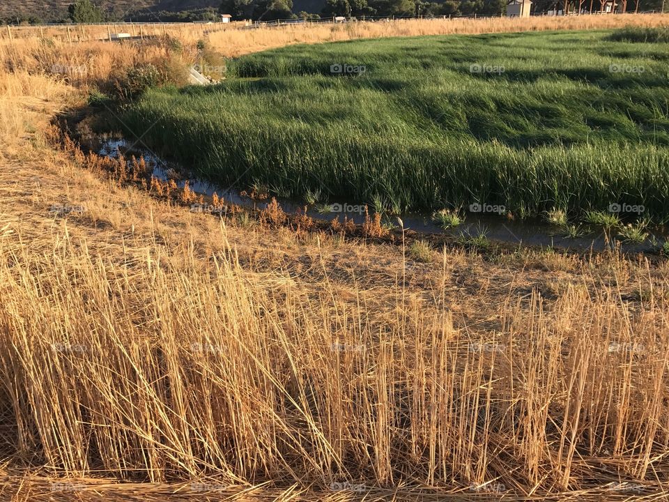 A lush green field surrounded by an irrigation ditch in the Crook County countryside in Central Oregon on a sunny fall evening. 