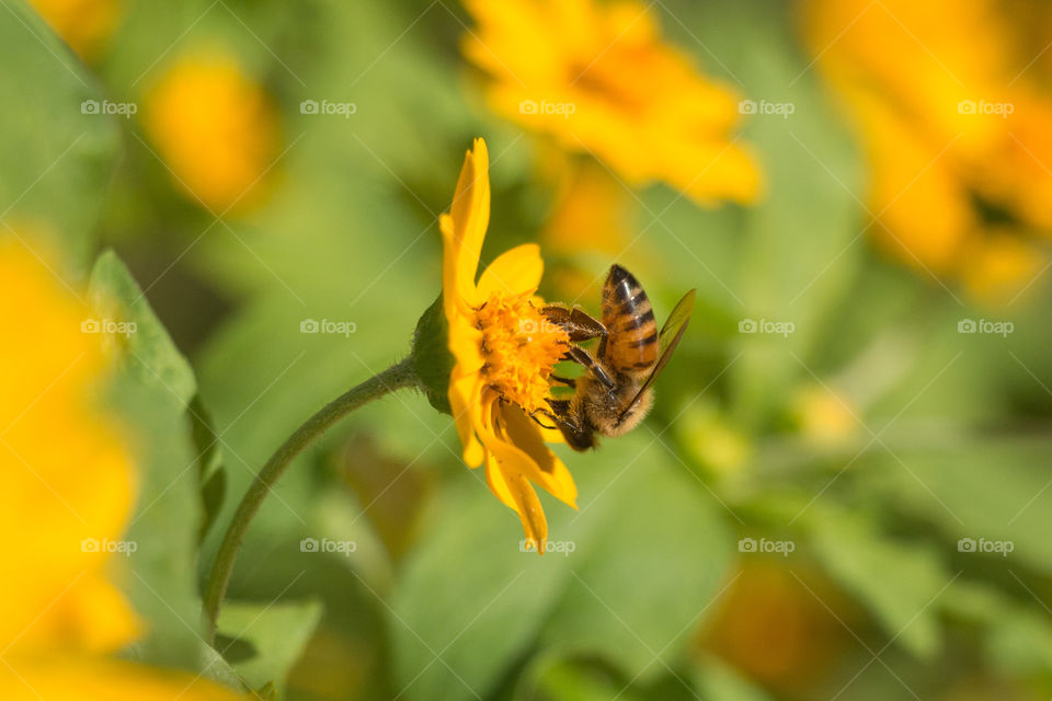 Bee on flower