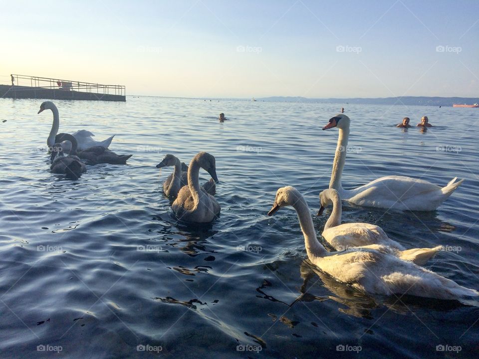 Swans swimming with you
