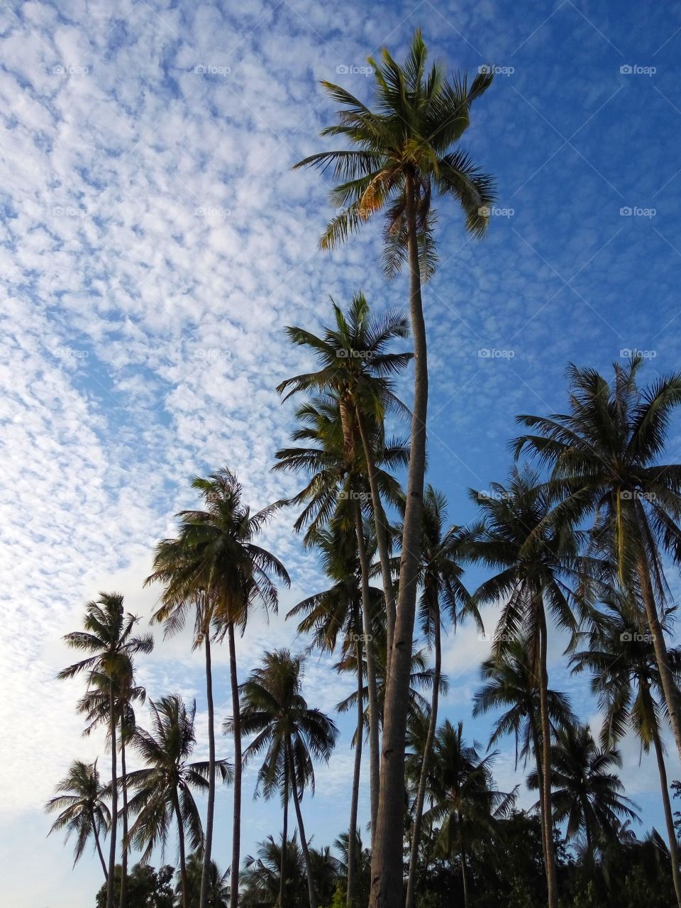 Nature coconat/palm tree