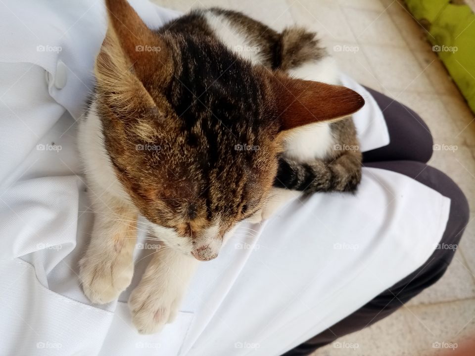 Just a few minutes this cat Will be my freind