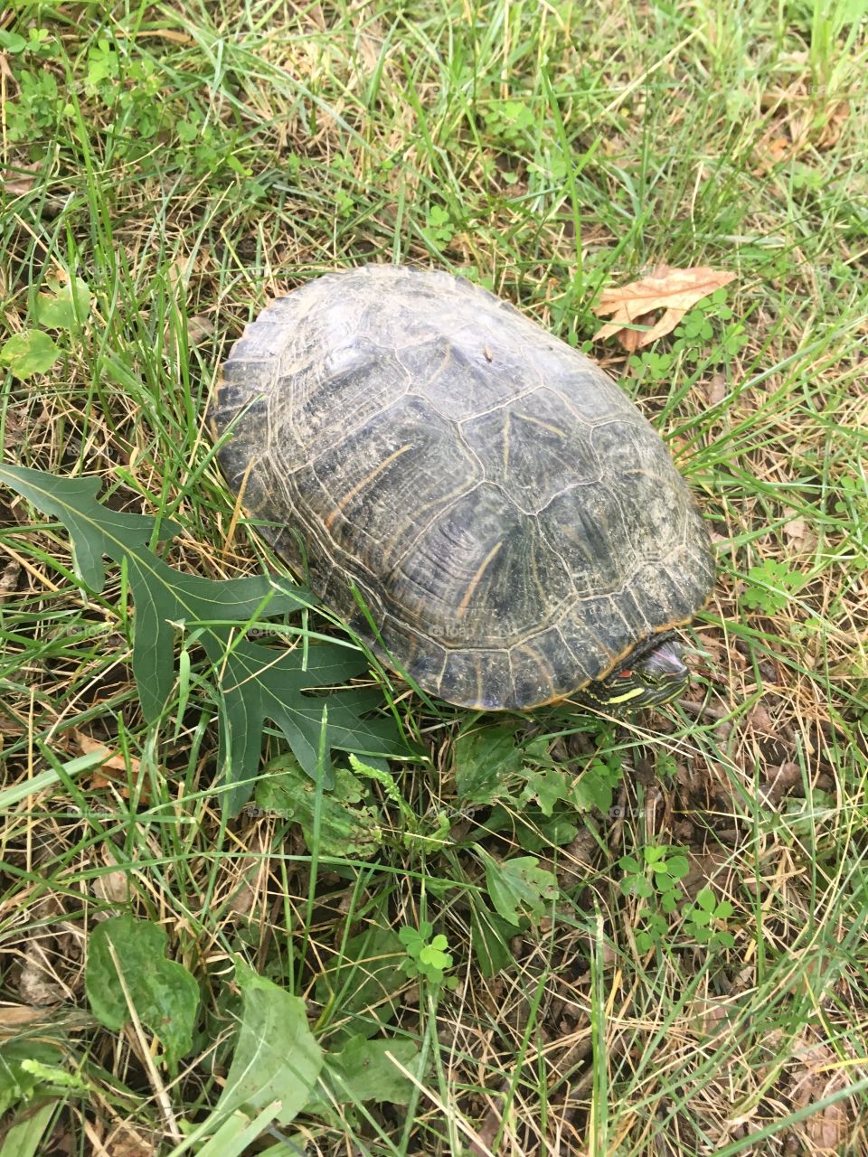 Turtle at the park. 