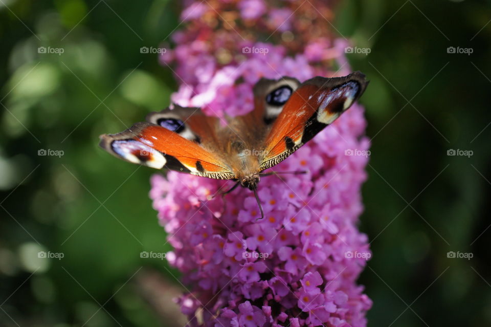 Butterflies in my garden