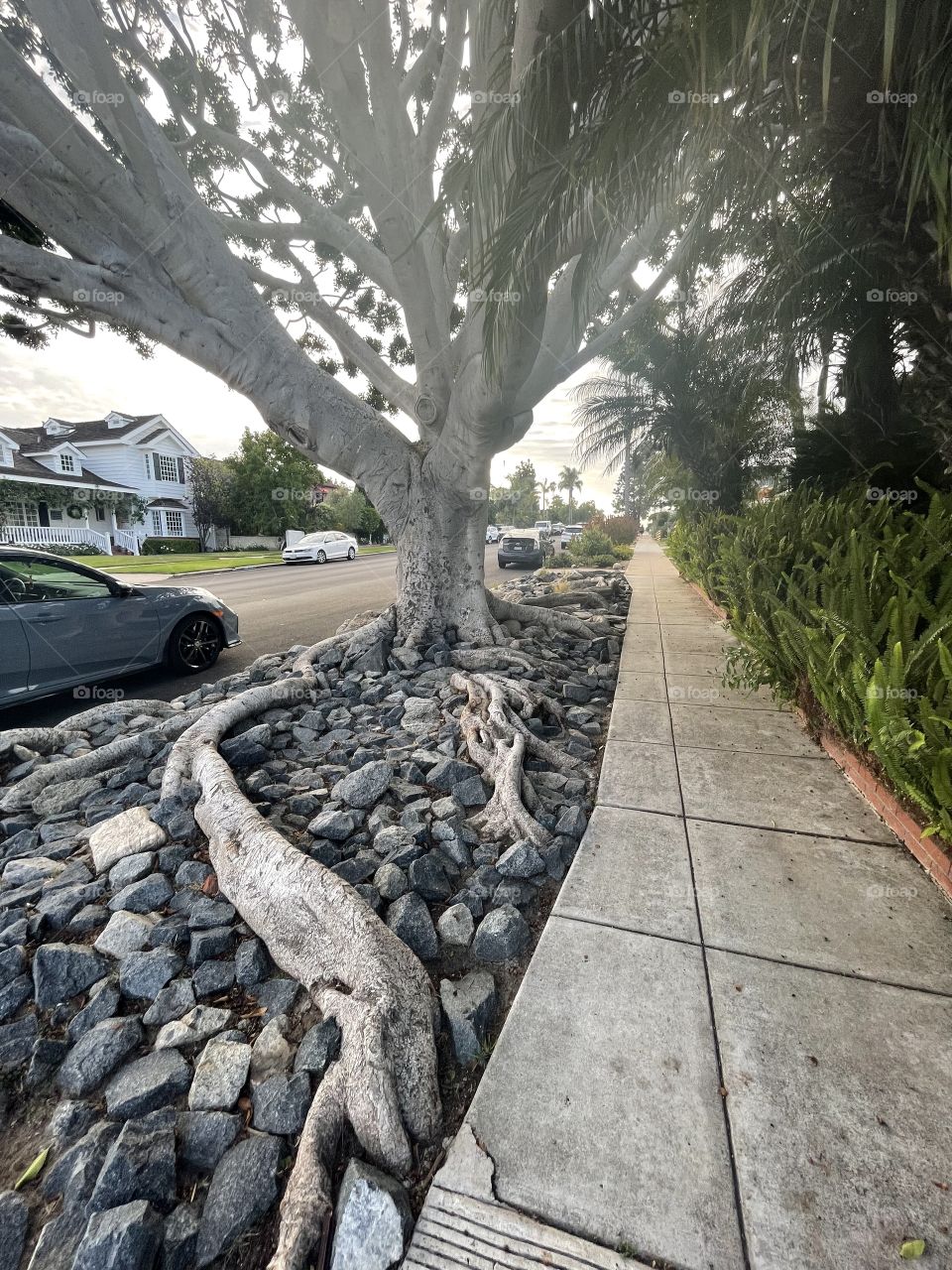 Thick roots on the ground 