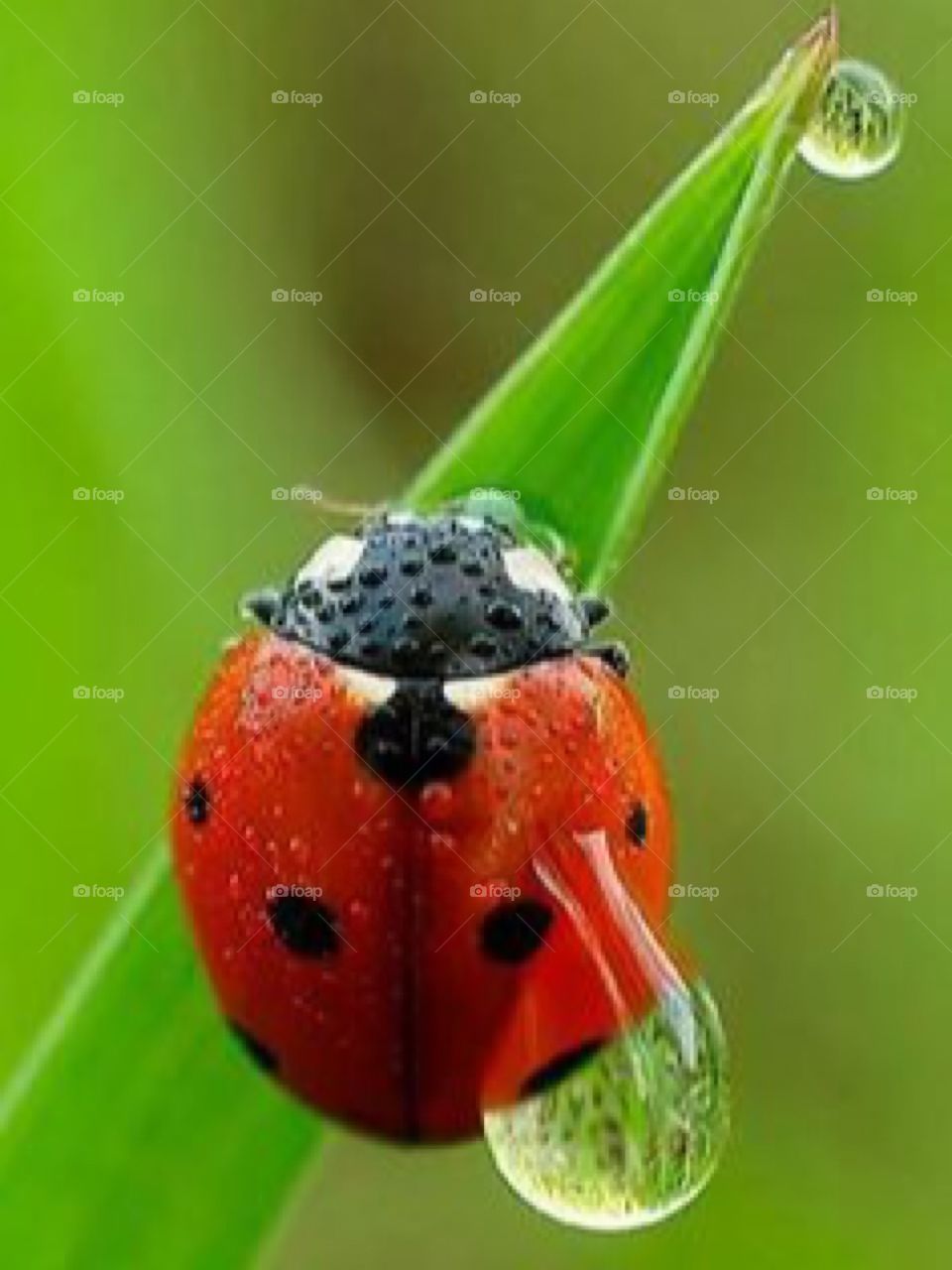 ladybug