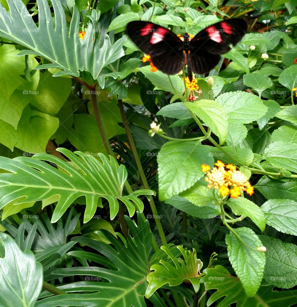 butterfly flight floral fona