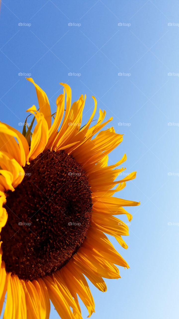 A sunflower as bright and colorful as the sun itself! What an energizing photo filled with beauty and a summer vibe.