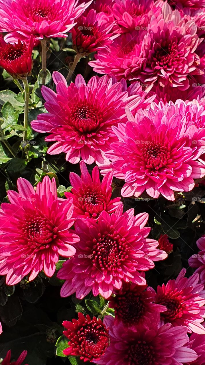 pink chrysanthemum closeup