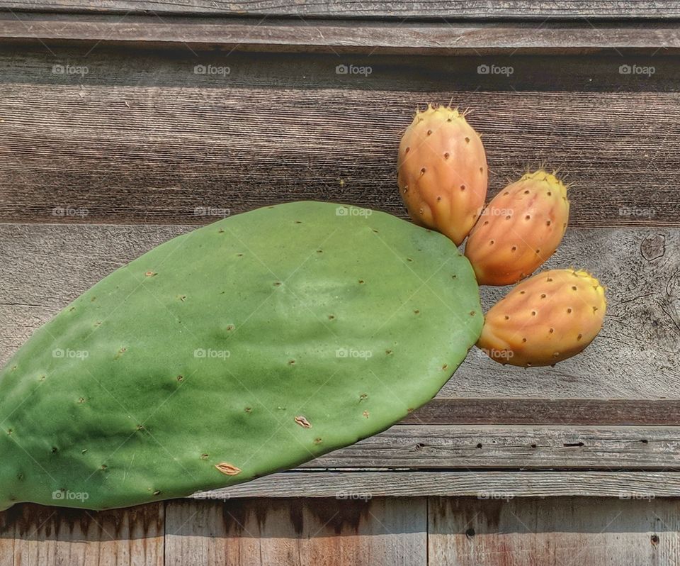 Cactus fruiting with prickly pears