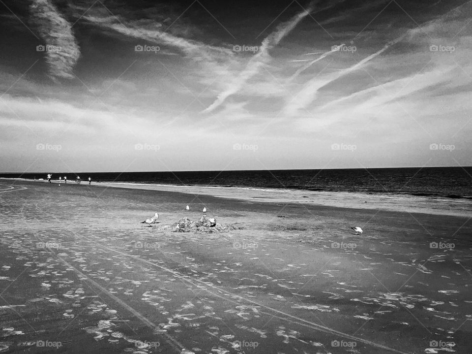 Bird footprints along the desolate beach 
