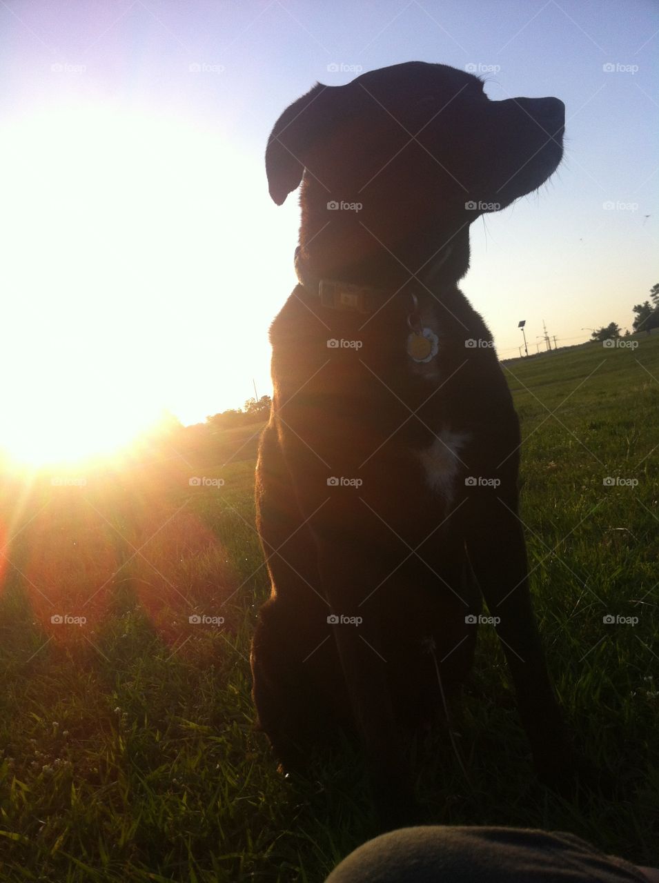 Black Lab Sammy sits in a field at sunset. 