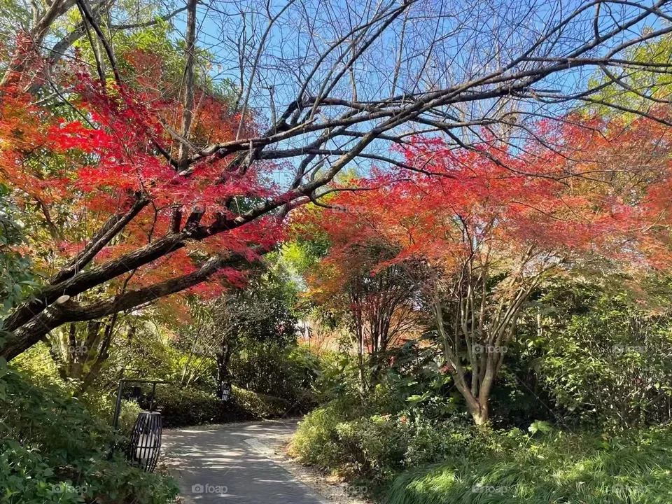 Fall Beginning