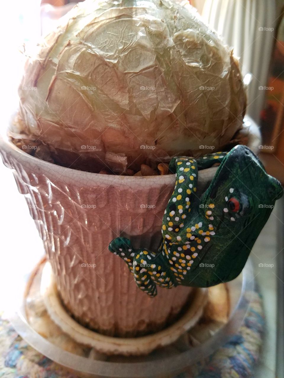 Onion Plant grows rootbound in a gravel. Frog decor hangs on.