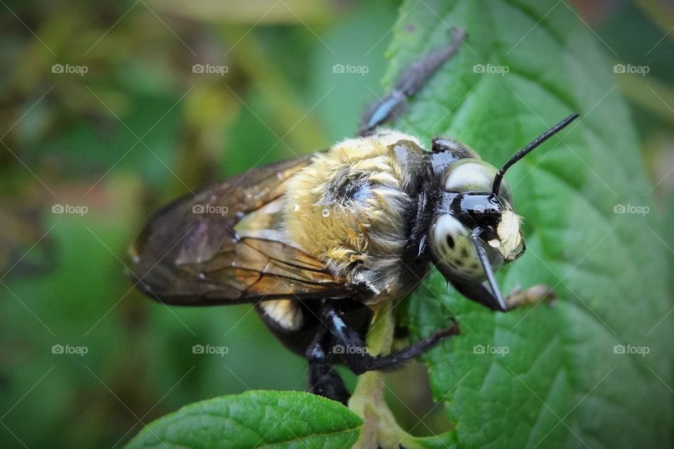 Bee with green eyes