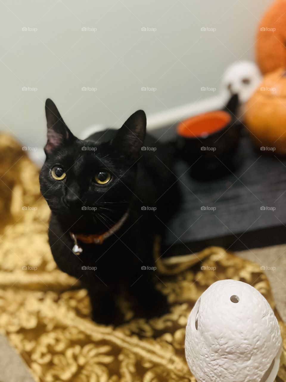 Hades is so happy for Halloween. This cliché cat did well for his photo shoot