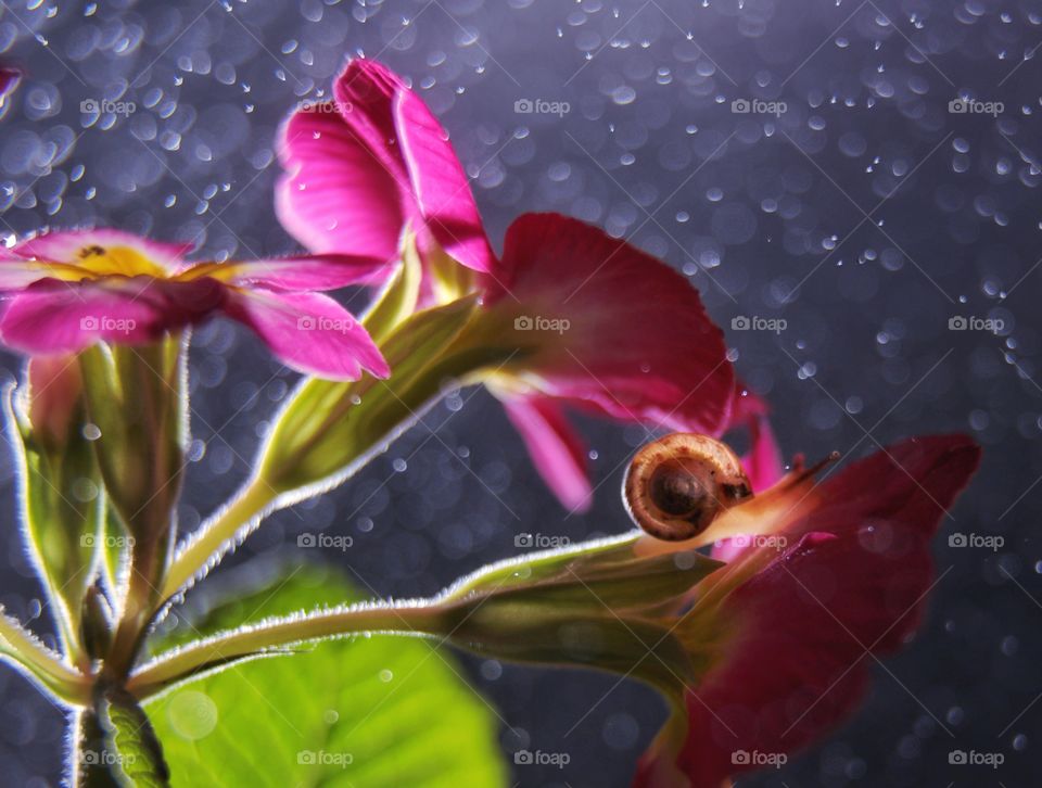 Snail on the flower 