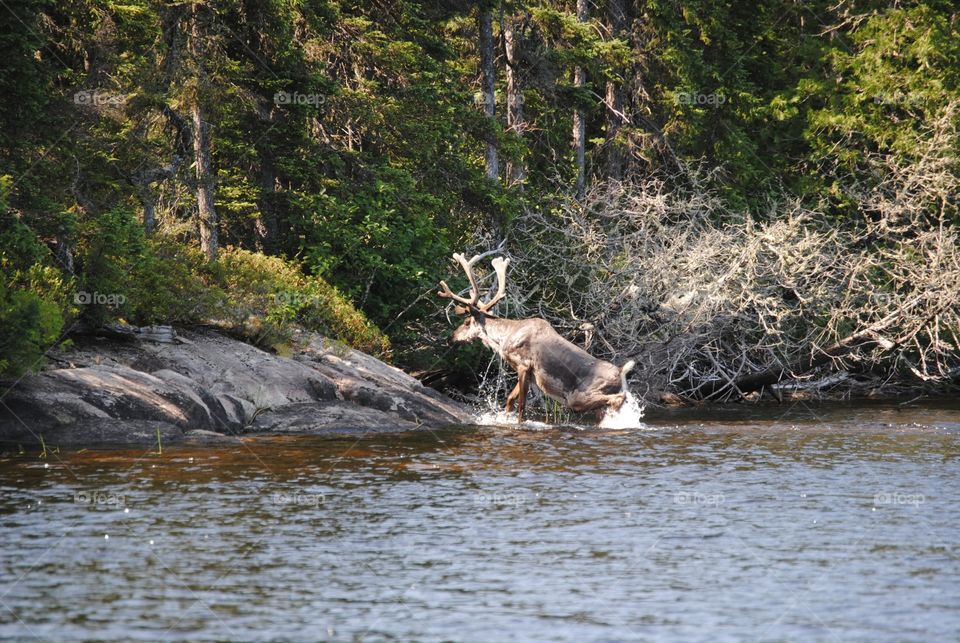 After a swim across the lake, a caribou climbs ashore