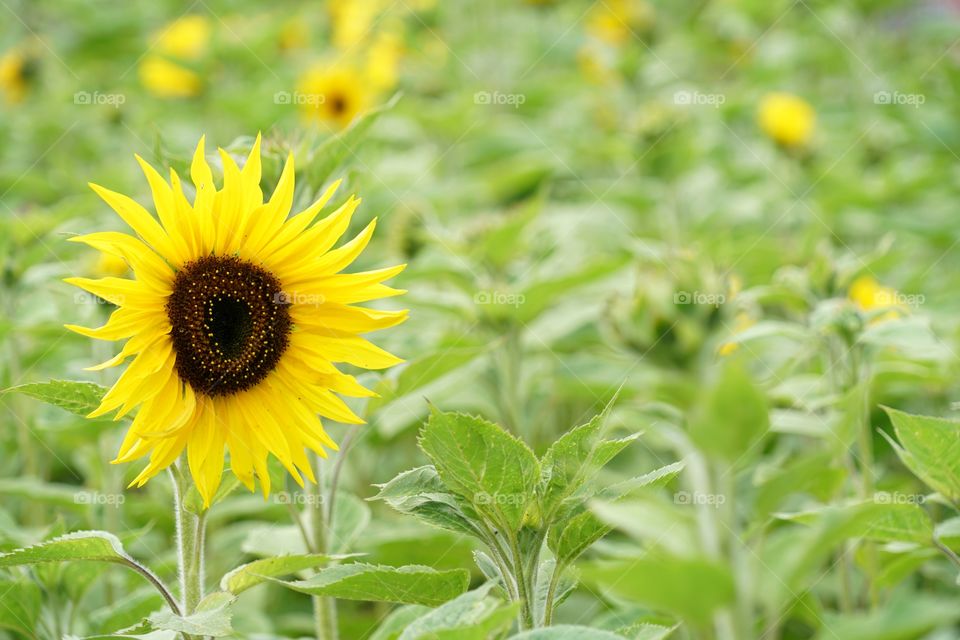 Brilliant Sunflowers 