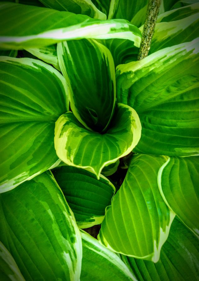 leaf