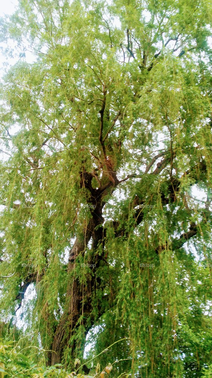 spring. trees. nature