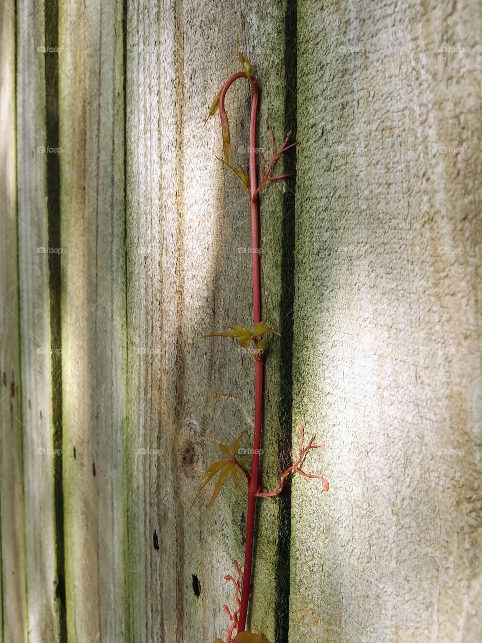 vine on a fence