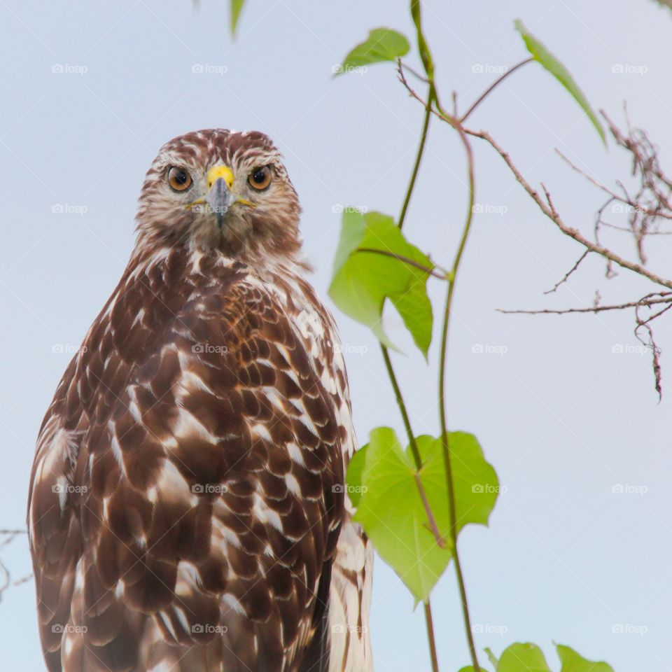 Red-shouldered hawk