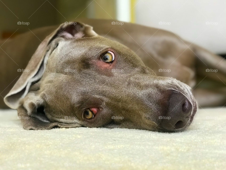 Close-up of a Weimaraner dog lying on the floor resting 