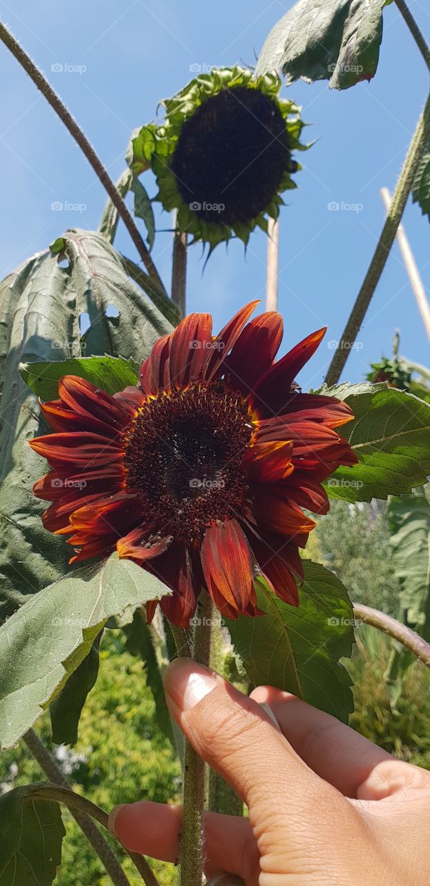 Beautiful sunflower