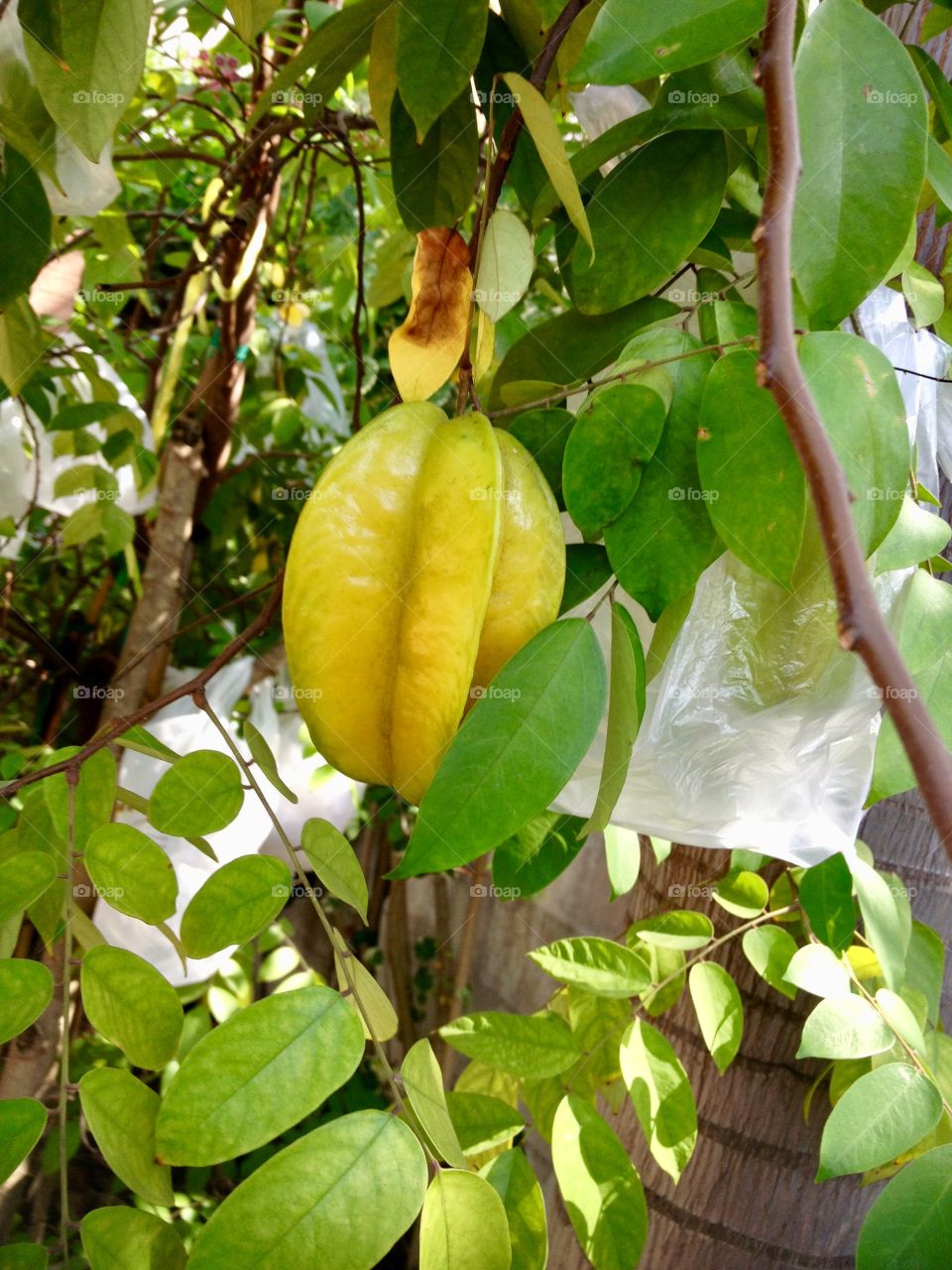 Starfruit hanging from the tree.