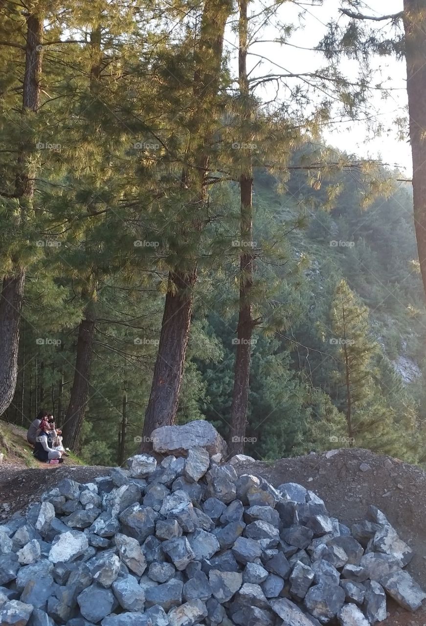 green trees and stone