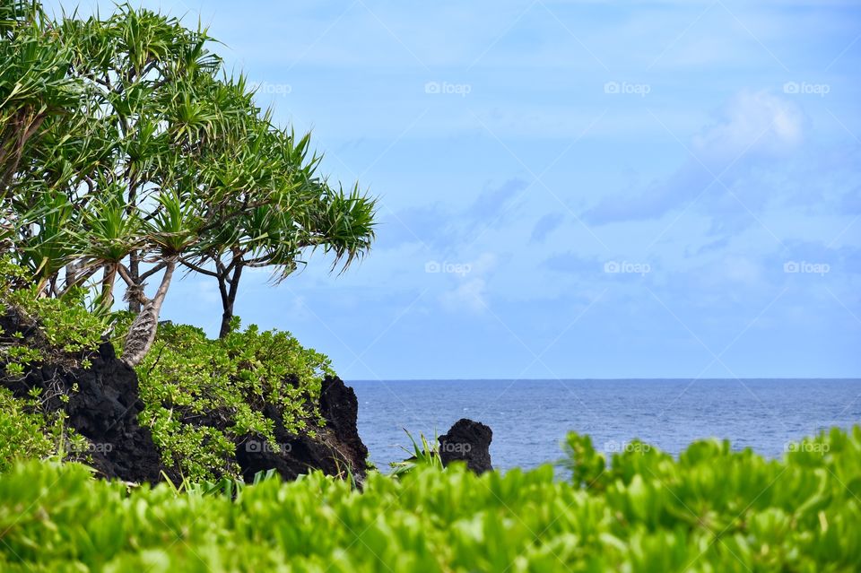 Seashore image with Hala trees and Beach Naupaka in the foreground