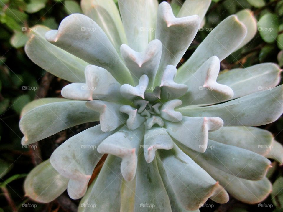 Topsy turvy succulent