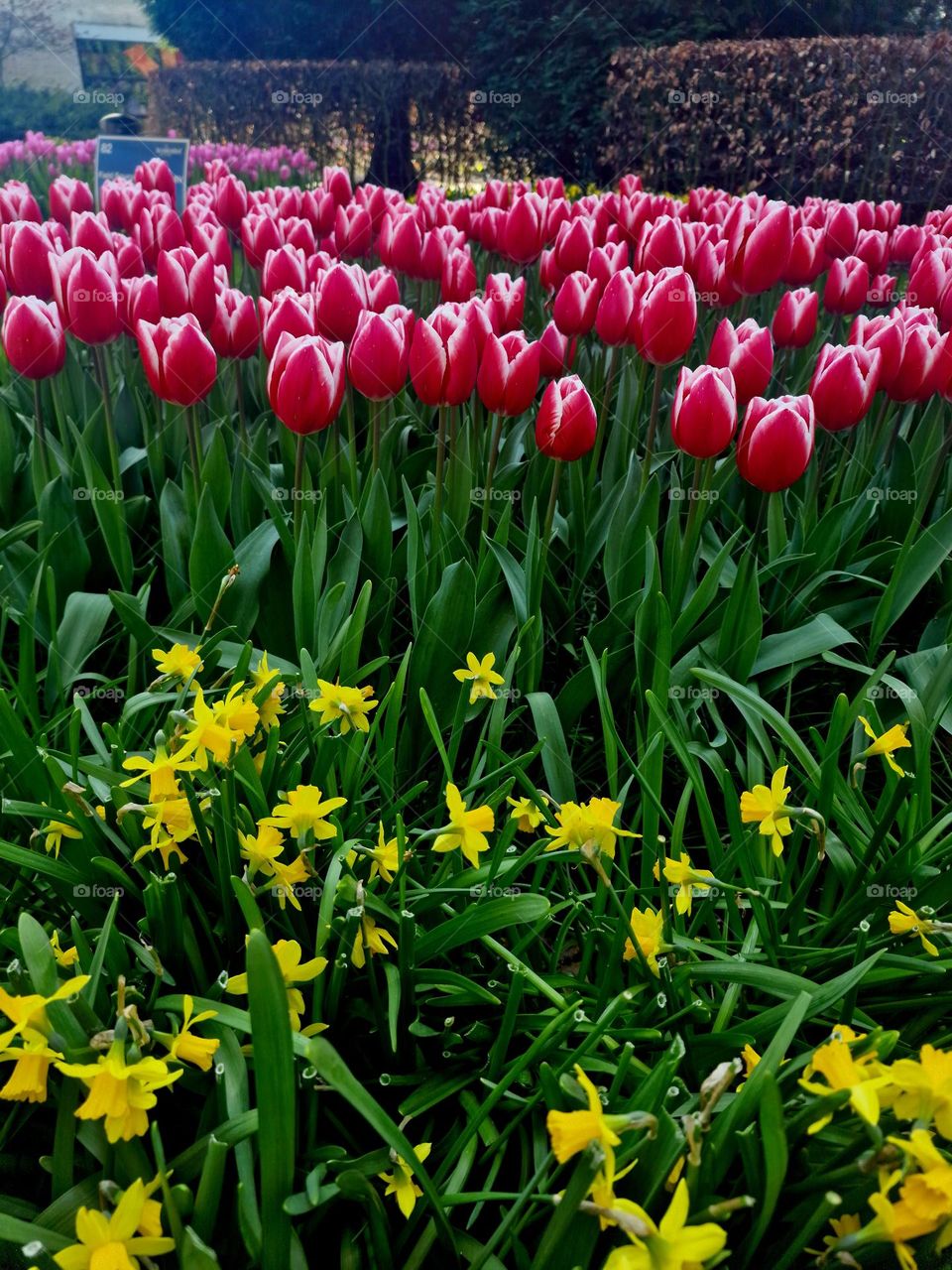 spring in the netherlands