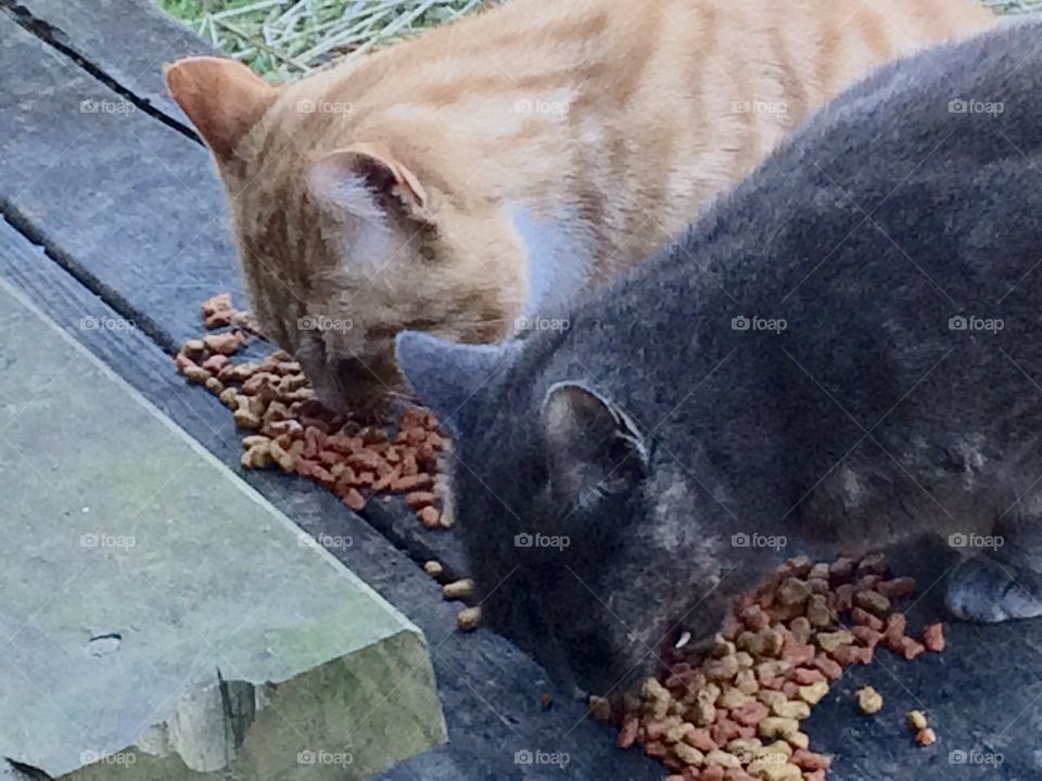 Kitties outside eating