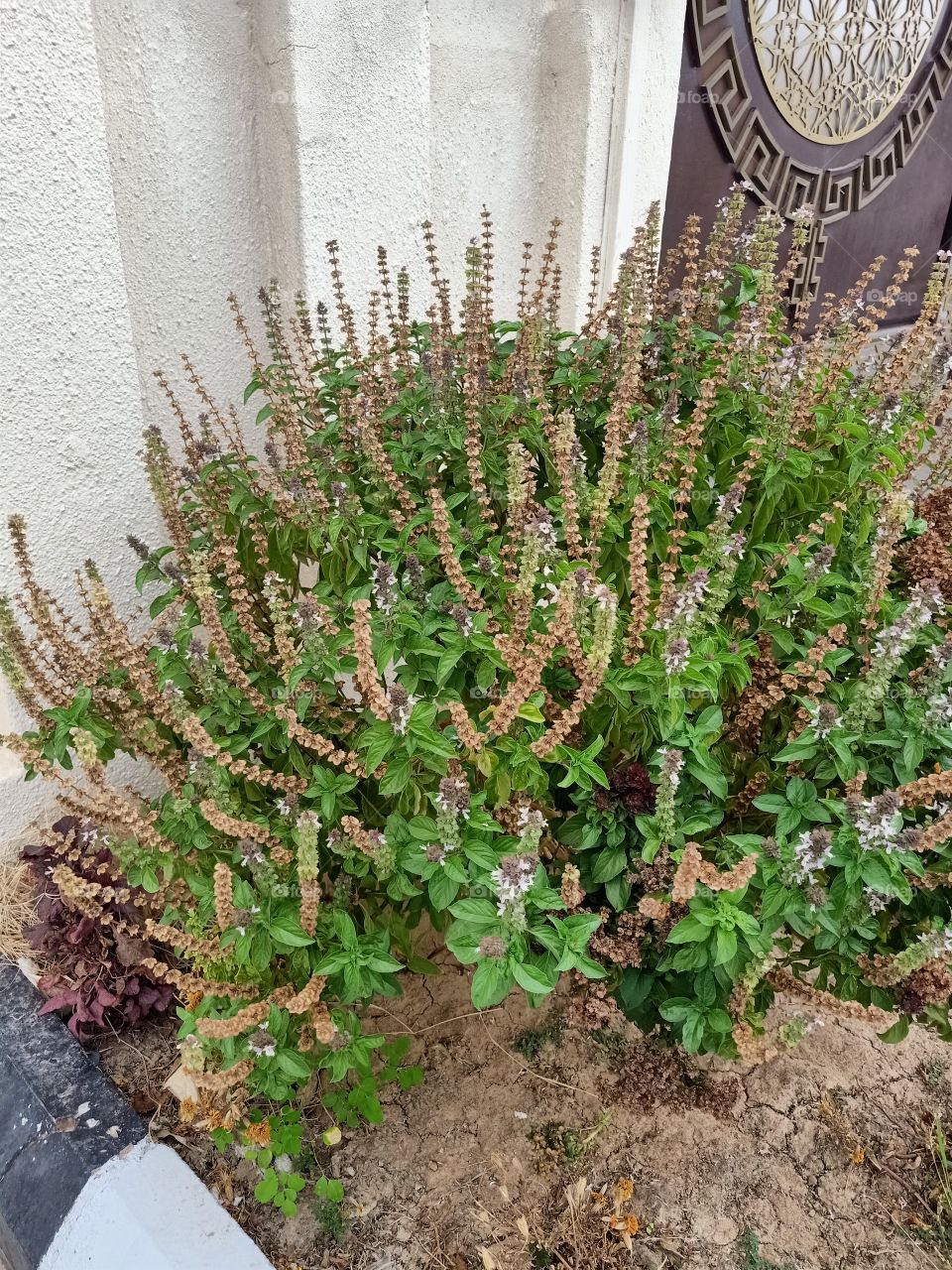 Basilicum Polystachyon