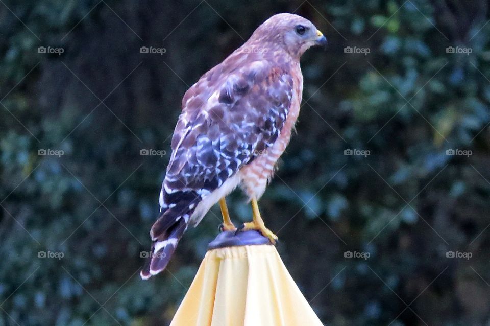 Hawk waiting for dinner