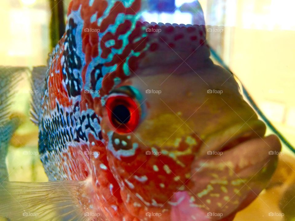 Color Fish 