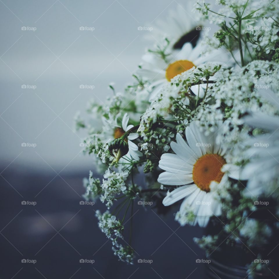 Flower, Nature, Flora, Summer, Chamomile