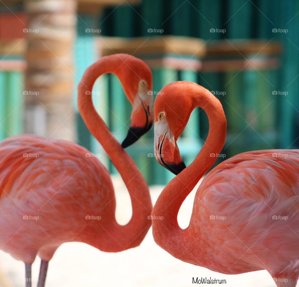 Taken on flamingo island in Aruba on vacation. Part of the Renaissance hotel. I swear these flamingo pose for you. Just happened to get this wonderful shot of these flamingos making a heart. 