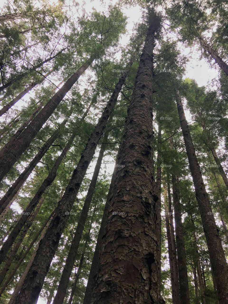 Alaska trees