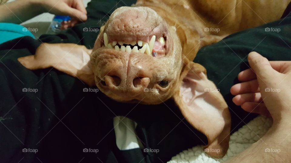 Upside-down Vizsla saying cheese