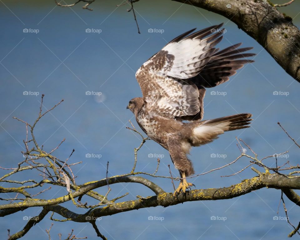 Common buzzard