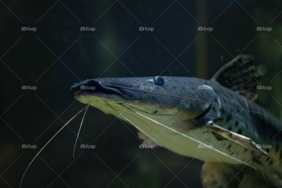 Catfish with mustaches in the aquarium