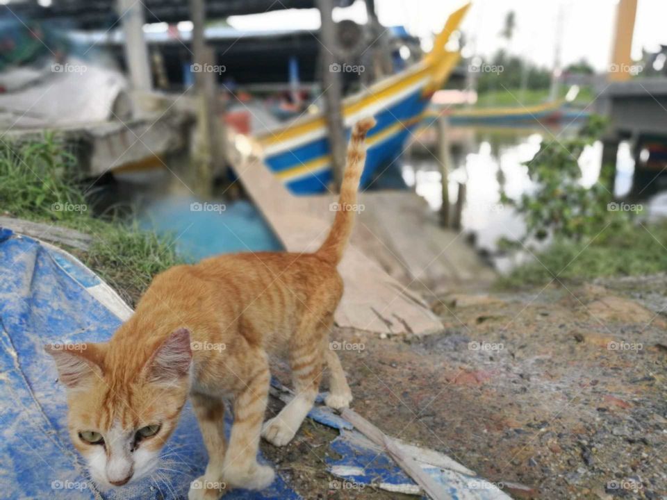 Thin cat looking for food at fisherman's jetty